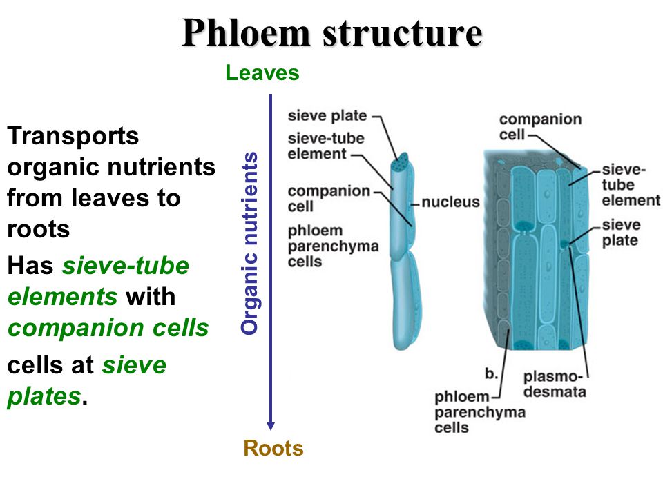 Transportation System in Plants. Biology Hub