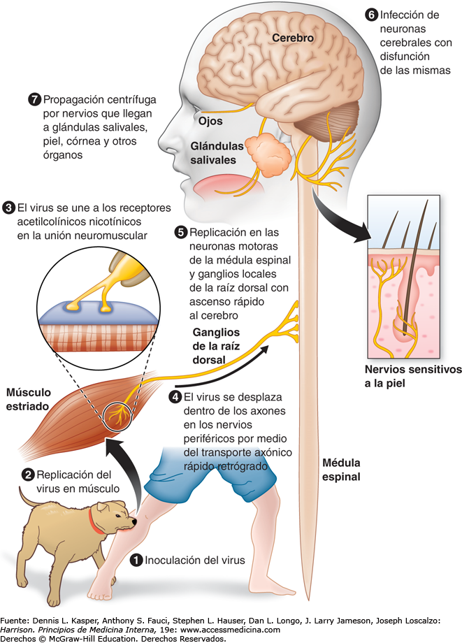 ParaMicroBio: El mortal virus de la rabia (VR), un virus oculto muy extendido