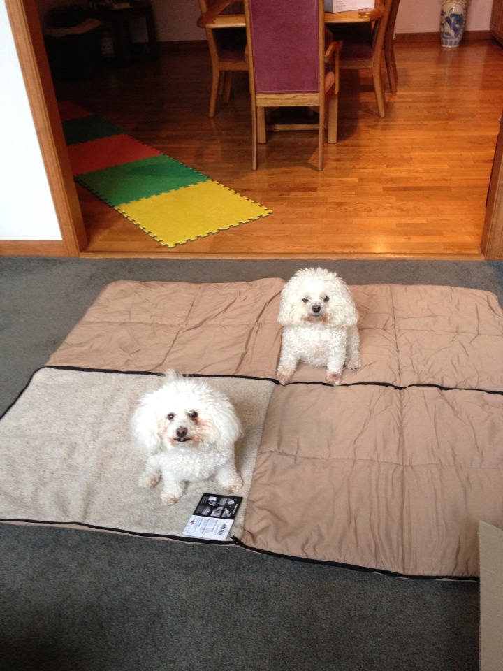 bichonpawz Wash N Zip Pet Bed Review!