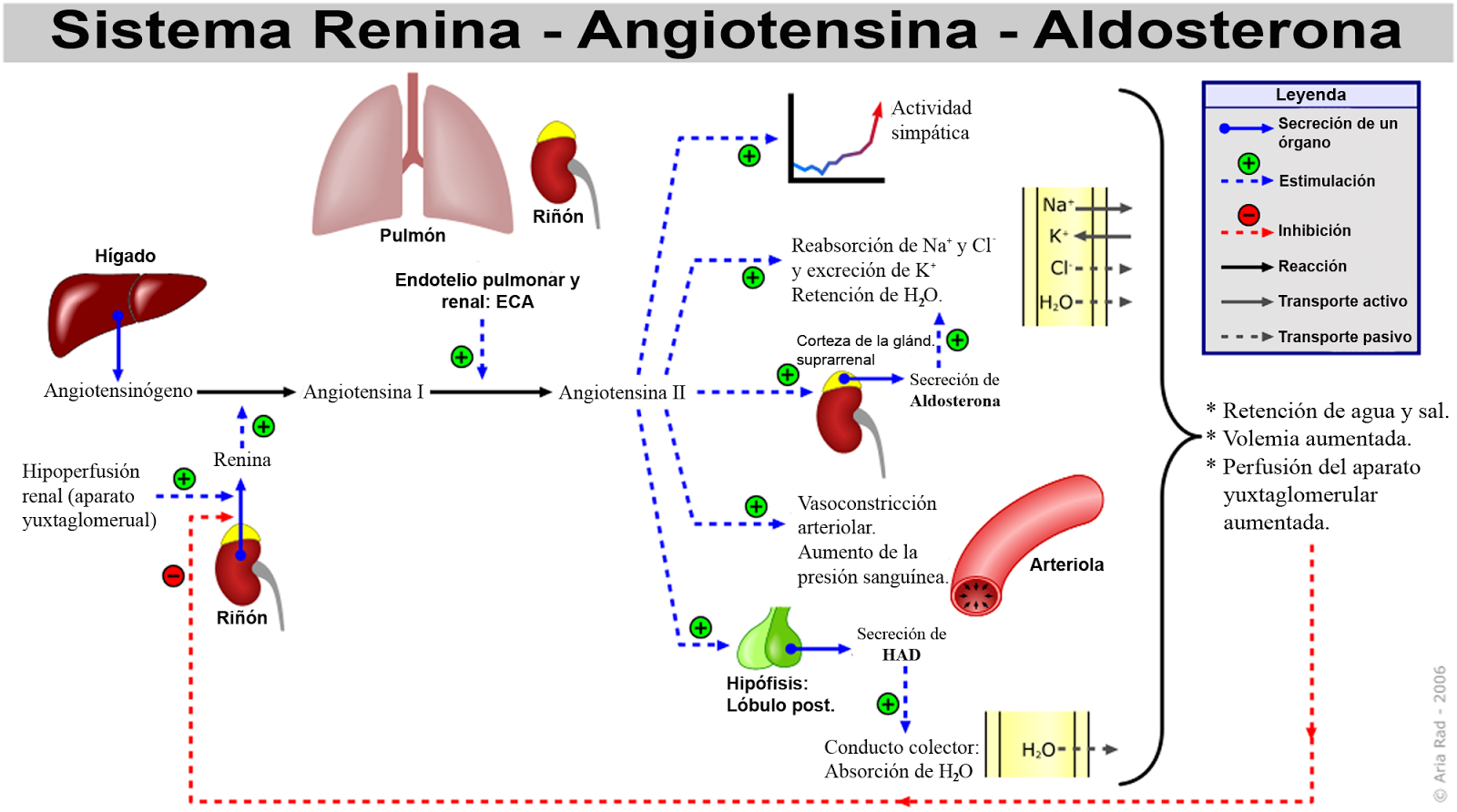 Como O Sistema Renina Angiotensina Aldosterona Regula A Pressão Arterial SOLOLEARN Como O Sistema Renina Angiotensina Aldosterona Regula A Pressão Arterial SOLOLEARN