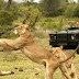 A Big 5 Safari in Kruger National Park south africa travel