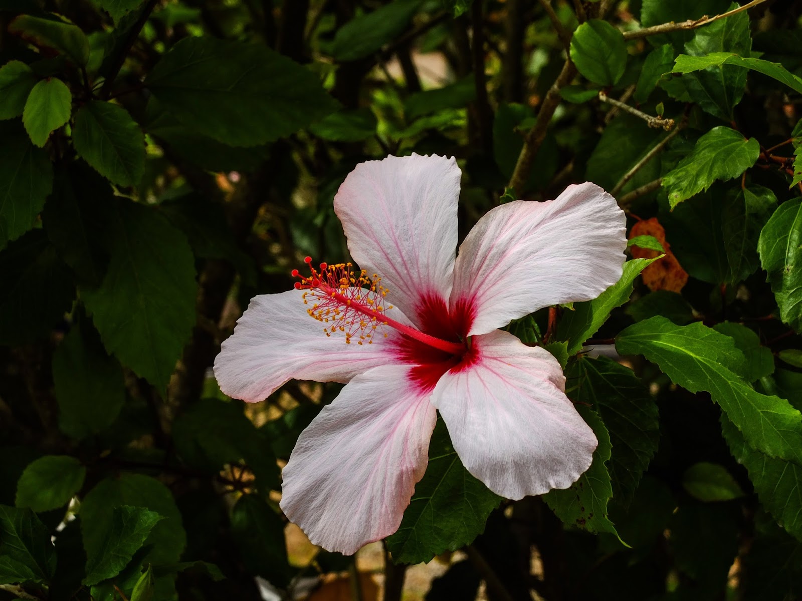 A light pink hibiscus pictured on a bush in a garden in Porto, Portugal.