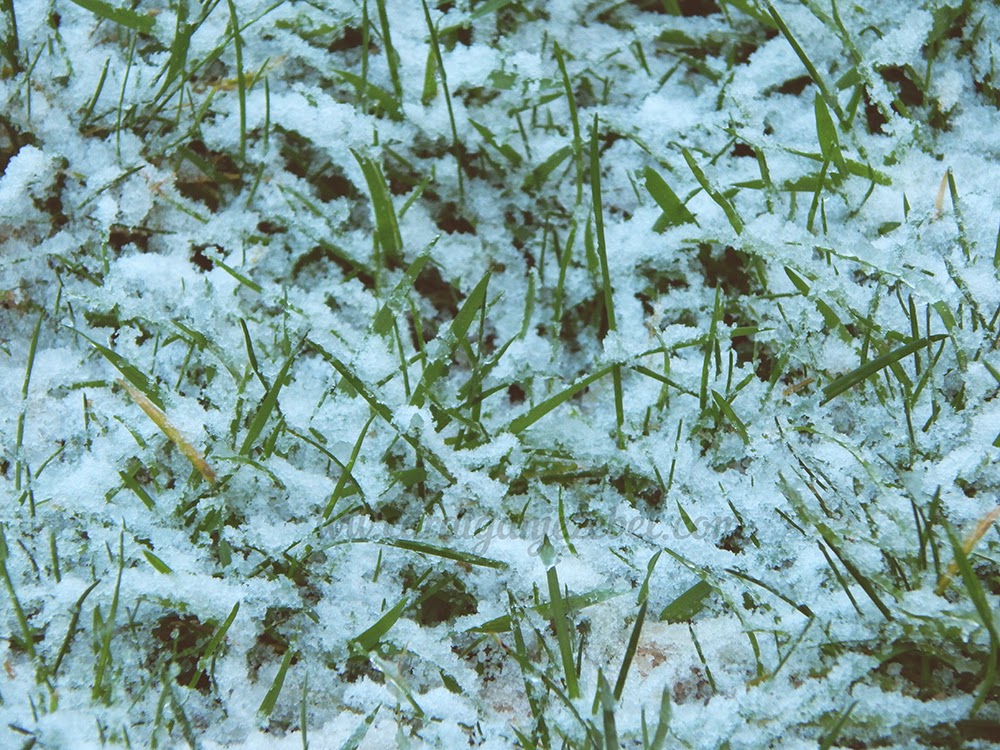 Snow cover green grass