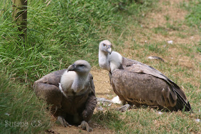 Buitres leonados - Día de las Aves 2017 Buitres leonados - Día de las Aves 2017