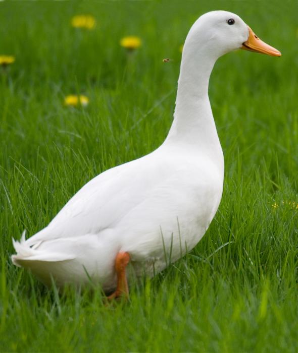 Image Result For Asal Bebek Peking Image Result For Asal Bebek Peking