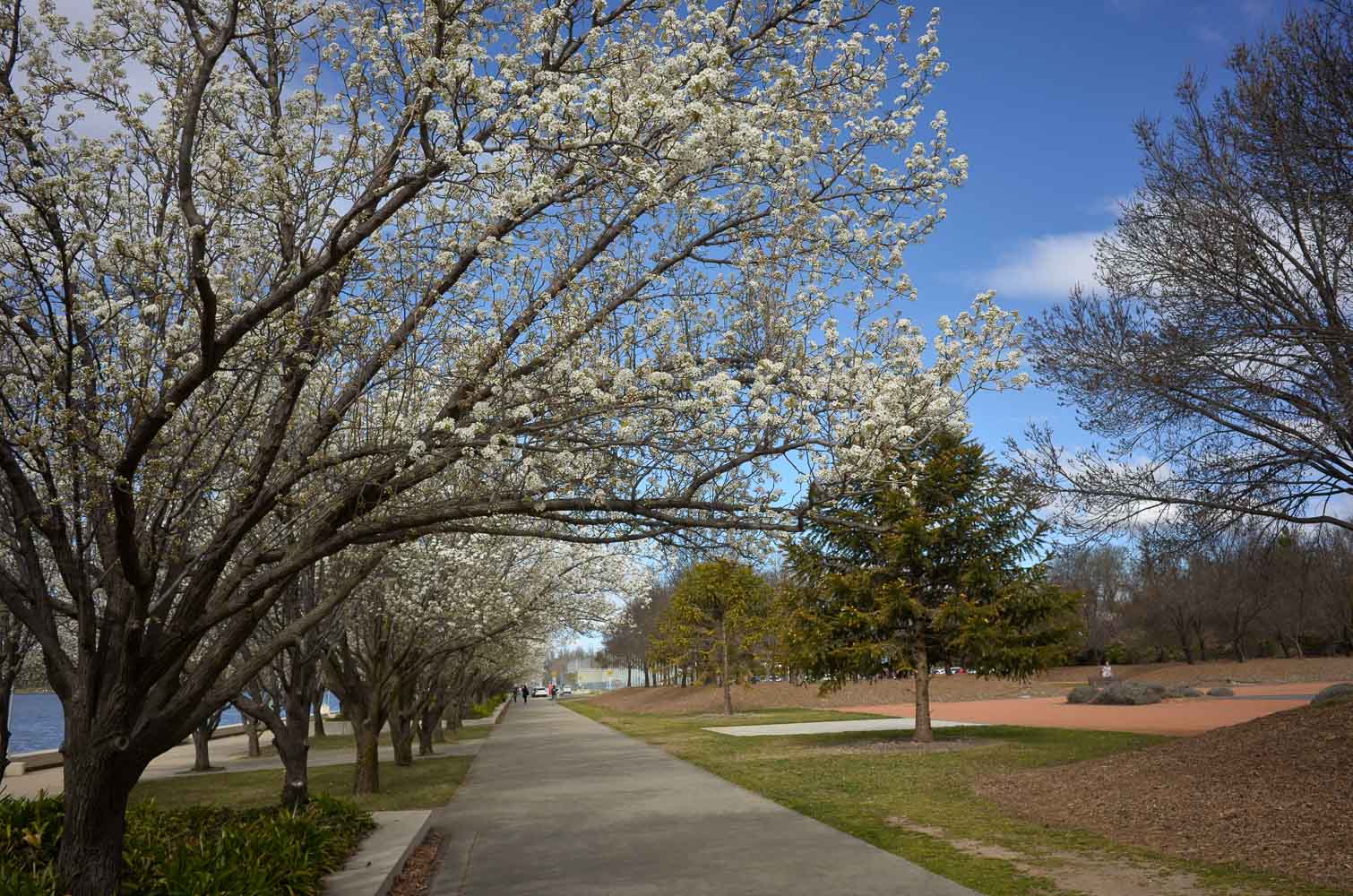 BKyu Polo at White Eagle Club Polish Canberra