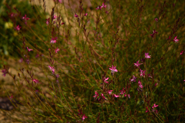 Oenothera lindheimeri Oenothera lindheimeri, Gaura lindheimeri