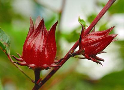 Manfaat Karkadeh (Bunga Rosella) Bagi Kesehatan