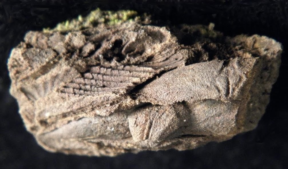 Versteinerte Meereslebewesen im Weiltal: Die Fossilien von Emmershausen