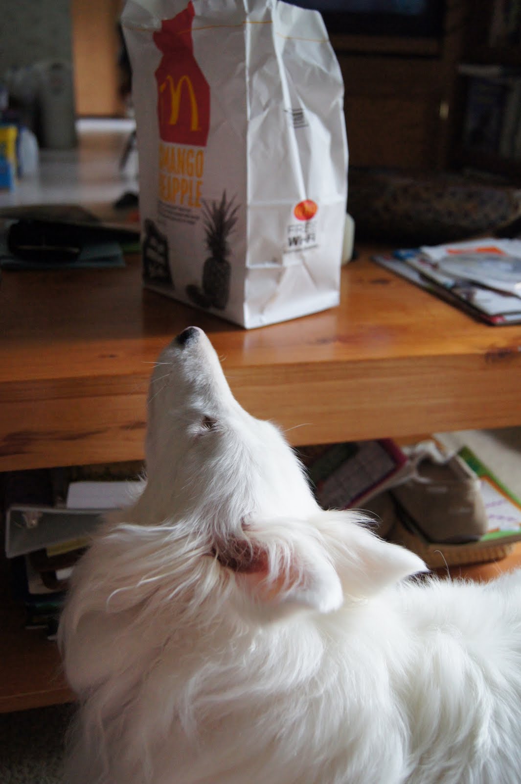 White Dog Blog Adding Scents to Help a Blind Dog?