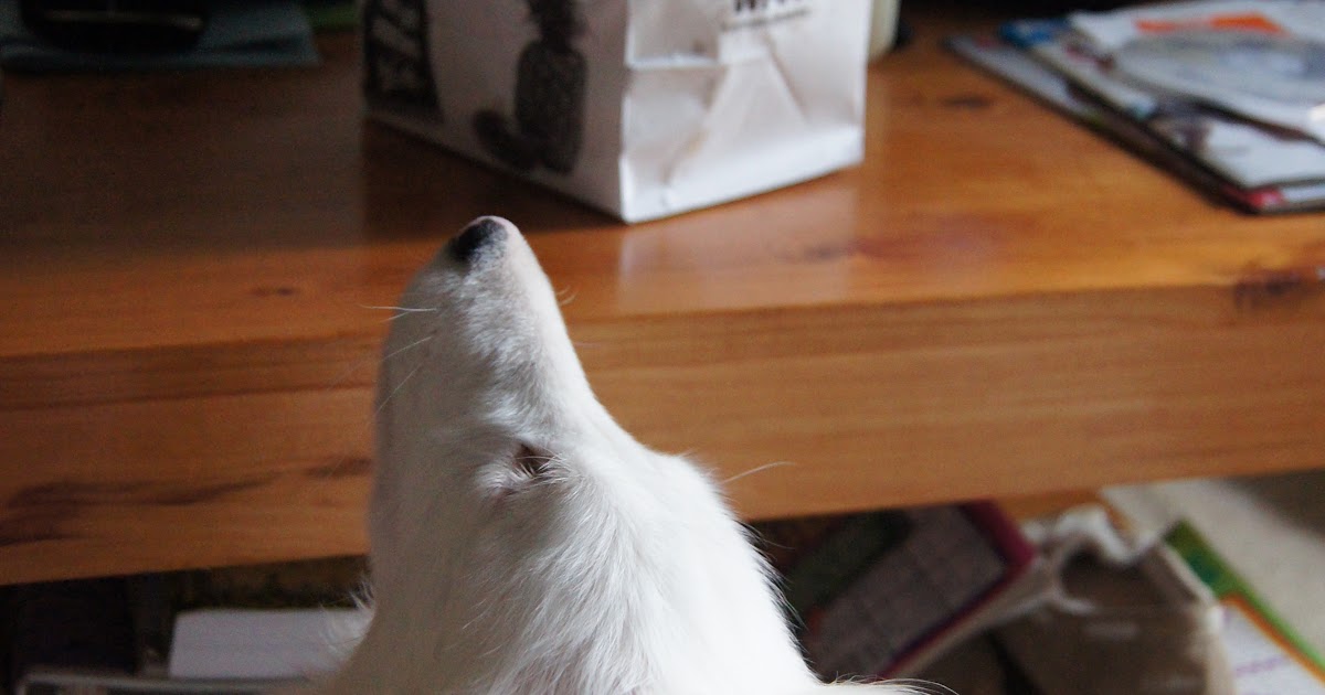 White Dog Blog Adding Scents to Help a Blind Dog?