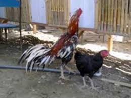 Bisnisku Cara Mengawinkan Ayam Bangkok Agar Cepat Bertelur