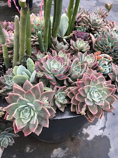 Graptopetalum succulent planter