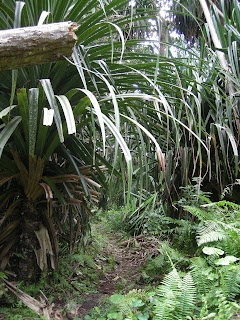 Jozani Forest Zanzibar