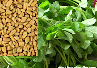 Benih Fenugreek Benih Fenugreek