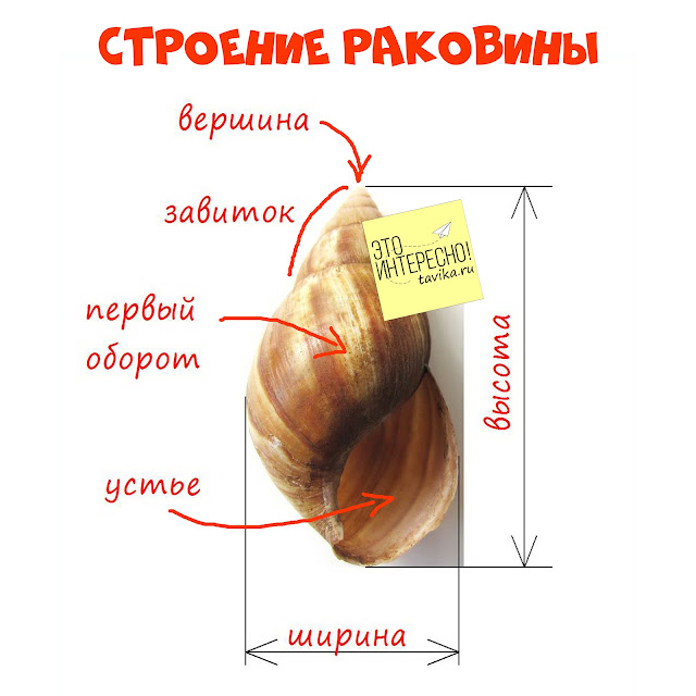 строение раковины улитки