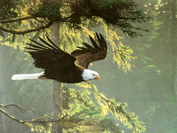 eagle bald forest flight eagles bird mound river cool cemetery facts flying american trinity president members oiseau aigle awesome wildlife