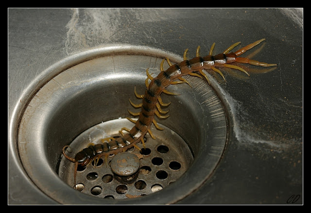 scolopendra_cingulata.jpg