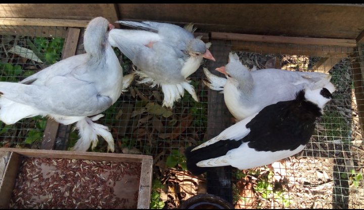 Merpati hias Merpati hias