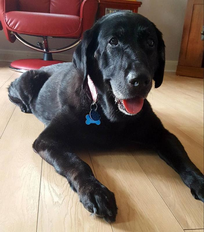 Friday's Friend! Senior Dog Adoption, Lab Rescue of L.R.C.P., Inc