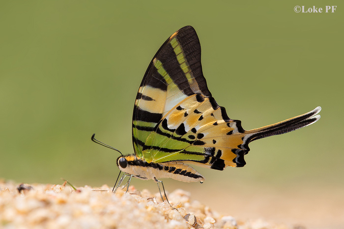 Butterflies of Singapore: Butterflies Galore! : Five Bar Swordtail