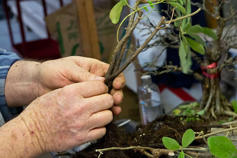 Walter Pall Bonsai Adventures Hank Miller starts a fused trunk ficus