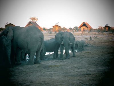 Día 13: De Kasane a Nata. Elephant Sands Lodge - Botswana y Cataratas Victoria. Viaje por libre de 19 dias (11)
