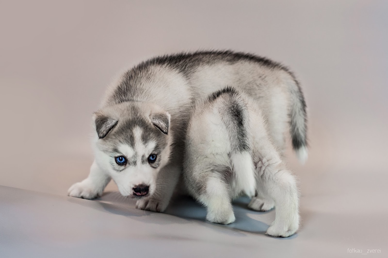 Хаски сибериан. Щенки хаски 1 месяц фото. Кутёнок сибирский хаски. Кутёнок сибирский хаски. Сибирский хаски маленький.