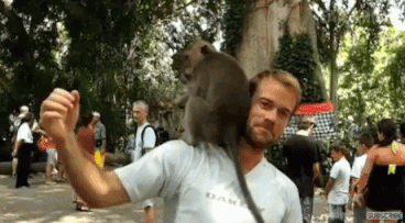 monkey.gif