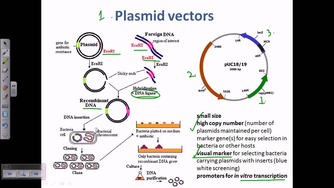 Гибридизация плазмид. Плазмида pbr322. Вектор плазмида. Структурная организация плазмид. Структура плазмид.