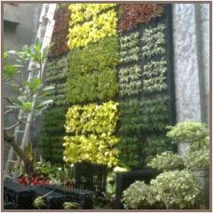 tukang taman vertikal garden tukang taman vertikal garden