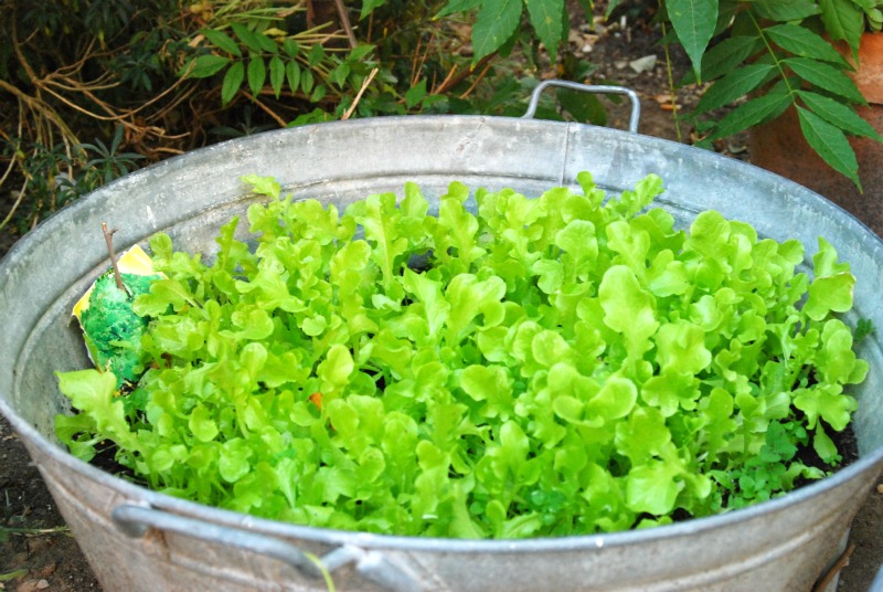 coltivare insalata in vaso