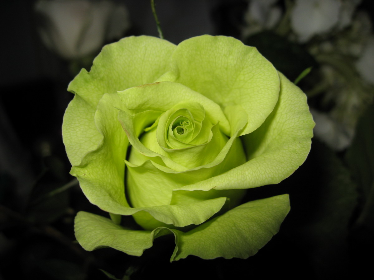 Green Rose Flower Free Wallpapers