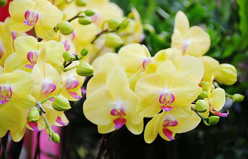 Kinh nghiệm cho hoa lan nở vào dịp tết