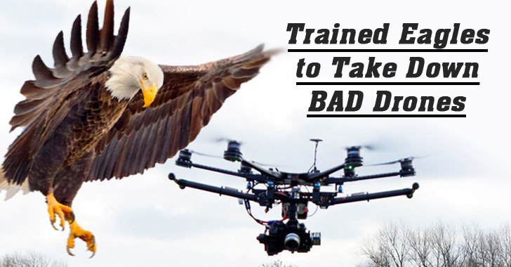Dutch Police Training Eagles to Take Down Rogue Drones