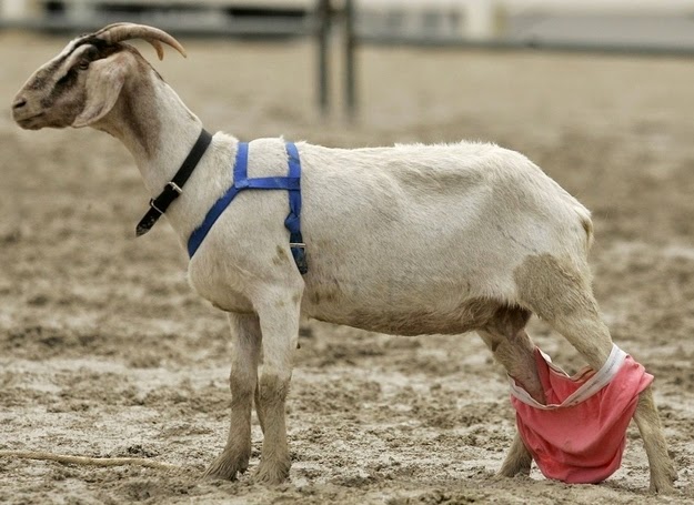 SexyGoat.jpg