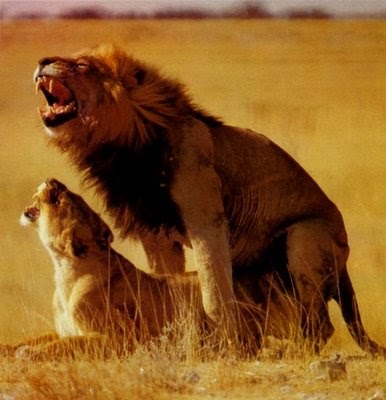 Universo Animal: ¿Cómo se reproducen los leones?