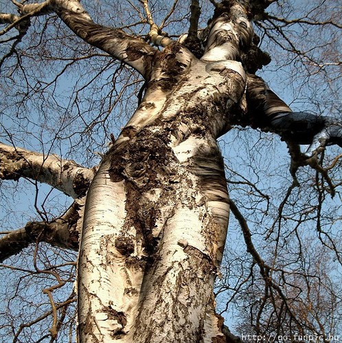tree trunk that looks like a woman with outstretched arms