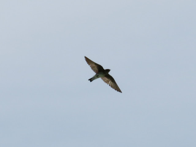 Northern Rough-winged Swallow - Niagara Falls, New York