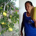 ACREDITE SE QUISER / Laranjas ‘gigantes’ de até 2 kg são colhidas em quintal de casa na zona rural de Quijingue