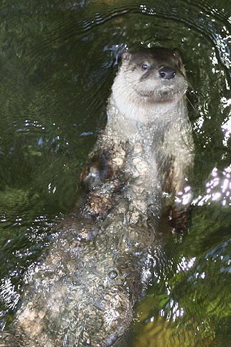 River Otter River Otter