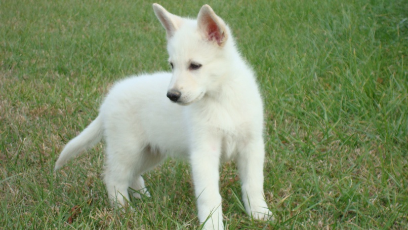 white puppies beauty