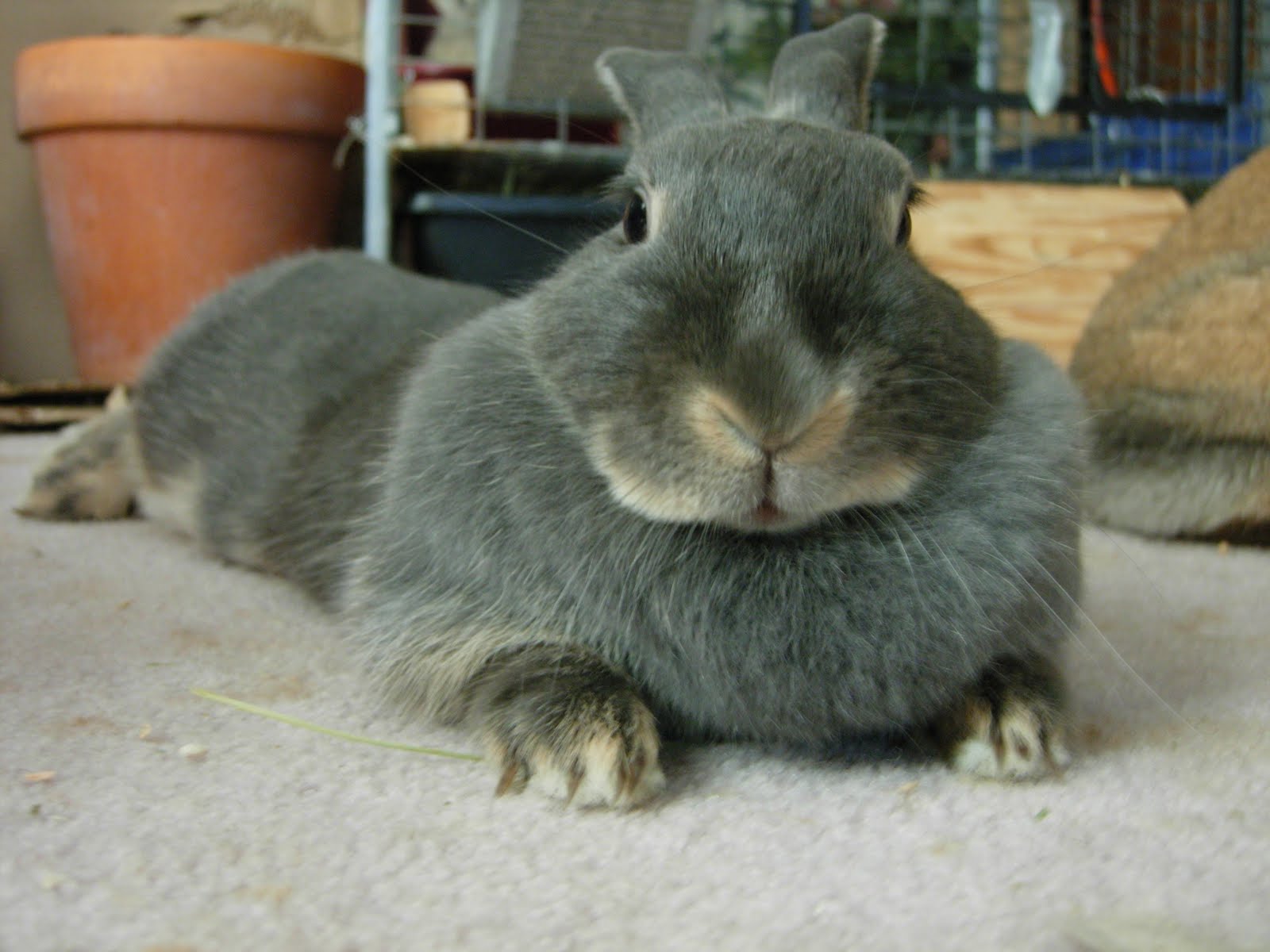 Rabbits In My Basement So, What's This About Rabbits in My Basement?