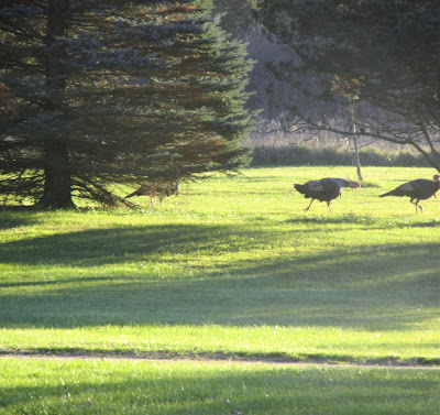 Turkeys that made it through Thanksgiving living in the nature preserve-Vickie's Kitchen and Garden
