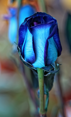 Floristeria Tamira: ¿Son Naturales las Rosas Azules?