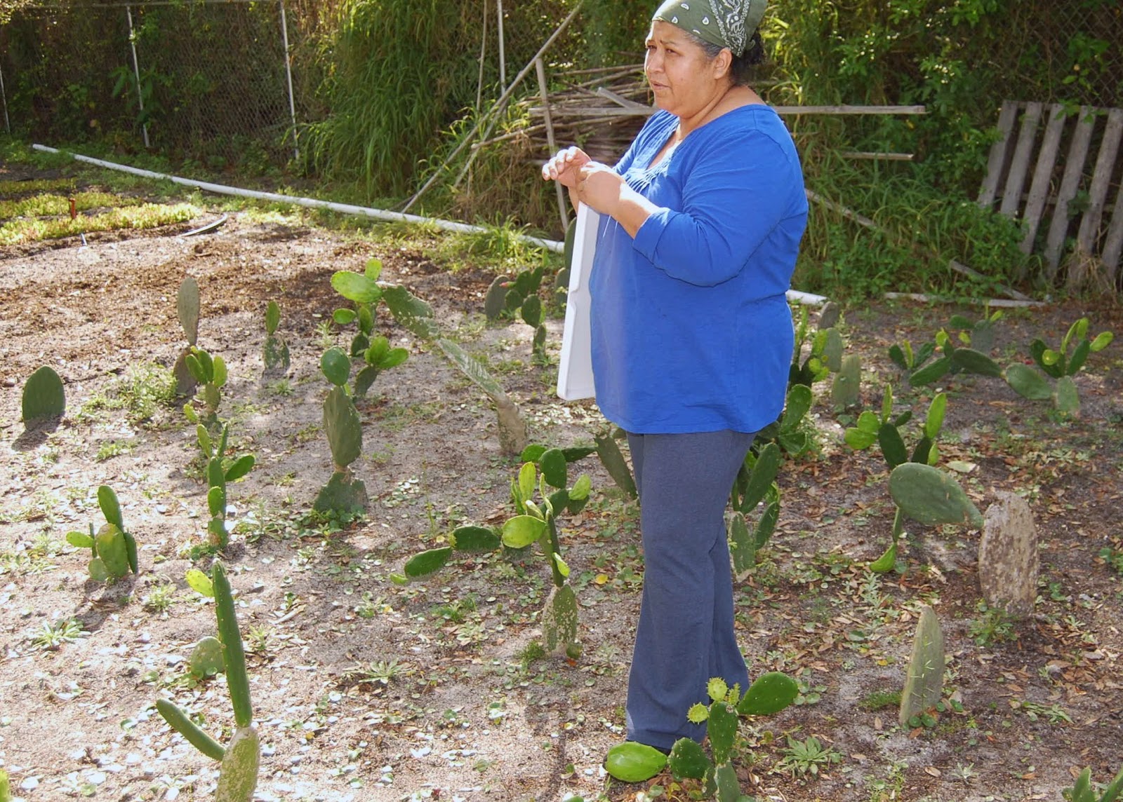 Helen A. Lockey Fellsmere Community Farm Project, Fla Edible Cactus