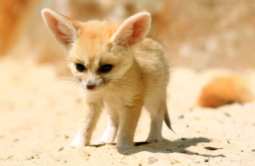 Animal You Fennec Fox