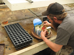 tomatoes ginkgo organic gardens