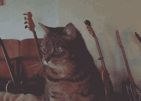 Funny cats - part 254, funny cat gifs, best cat gif