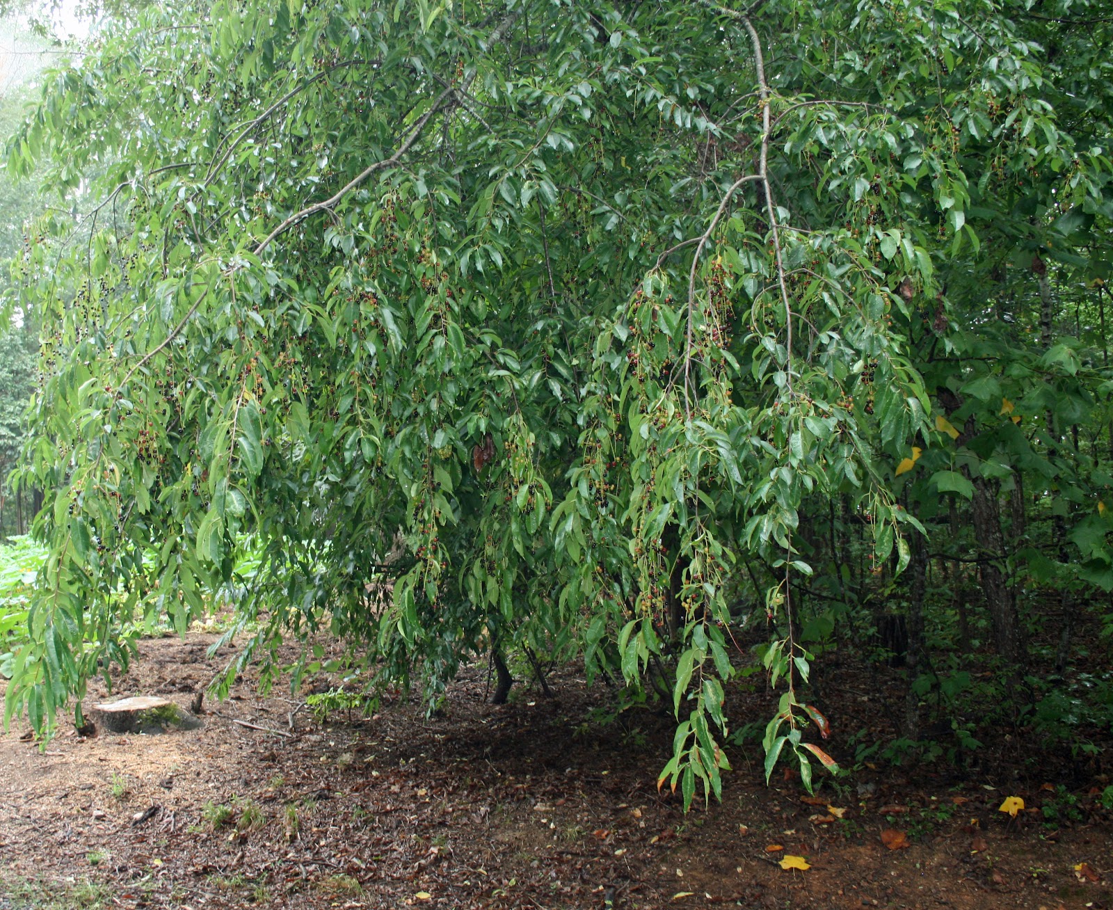A Tiny Homestead Prunus Serotina Black Cherry or Wild Cherry